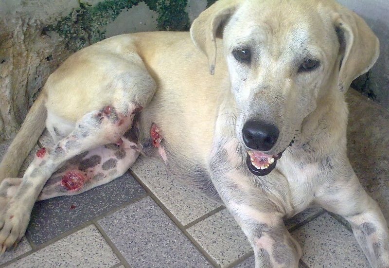 dog skin cancer photos dog skin cancer photos